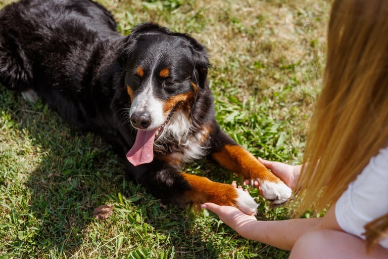Happy Bernese Mountain Dog giving paws to a woman in a sunny park