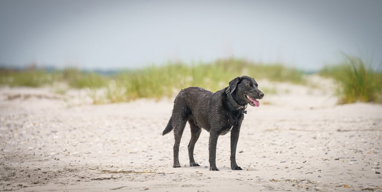 A black labrador retriever enjoying a beach day