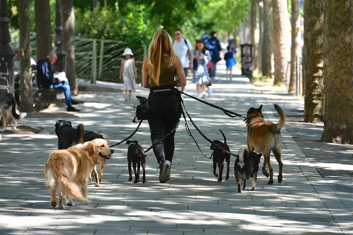 Professional dog walker with happy golden retriever on outdoor walk
