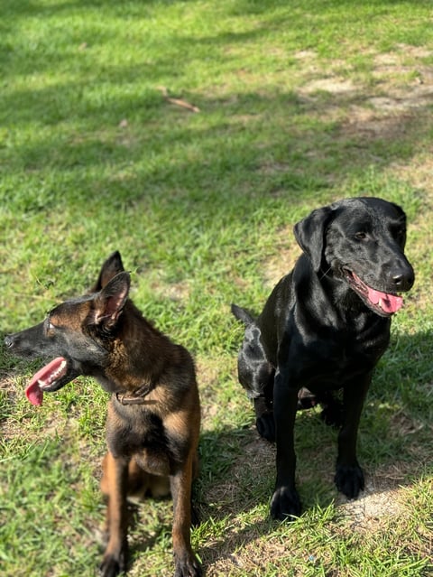 Two dogs sitting on grass, a brown and black dog on the left and a black dog on the right, both with their tongues out