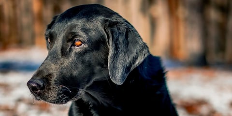 Close-up portrait of a black dog with amber eyes looking at the camera in a snowy outdoor setting