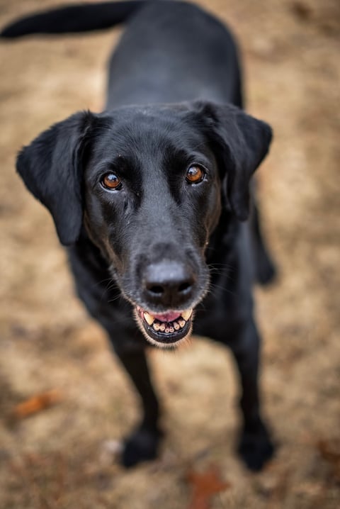 Black Labrador Retriever looking directly at camera with amber eyes on sandy ground background