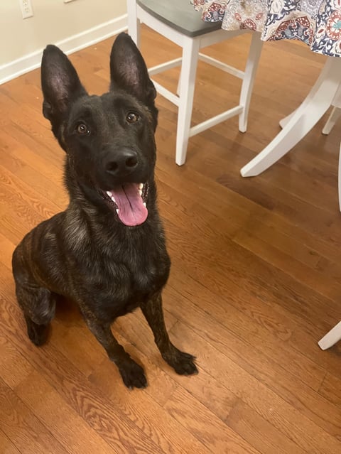 Black dog sitting on wooden floor with tongue out, white chairs visible in background