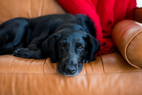 Black dog resting on a tan leather couch with red fabric in the background