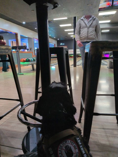 Black dog on leash viewed from behind at indoor bowling alley with lanes and people visible
