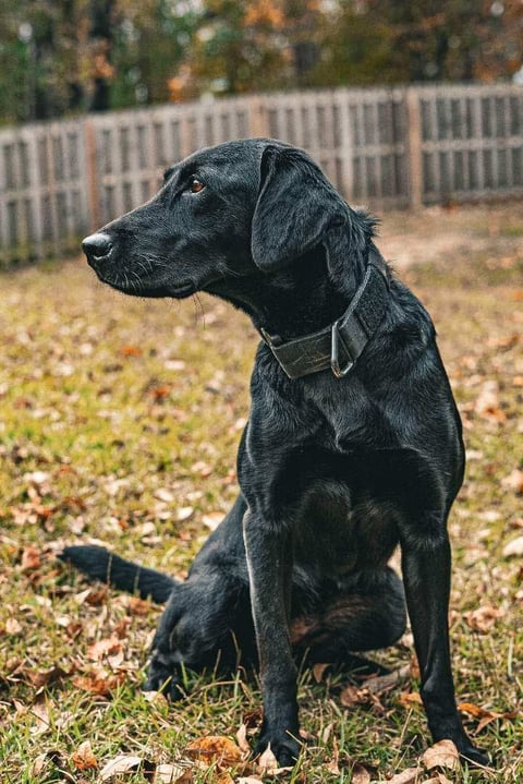 Black Labrador retriever sitting in a fenced yard with autumn leaves on the ground