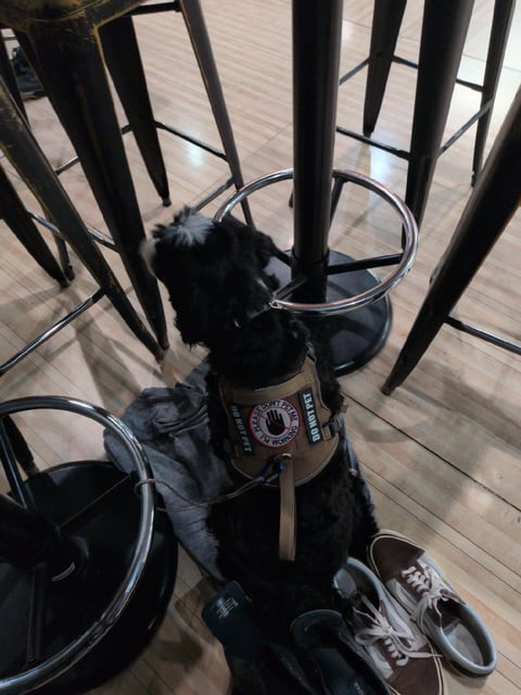 Black dog sitting under a table with black chairs and wheels, viewed from above on a wooden deck