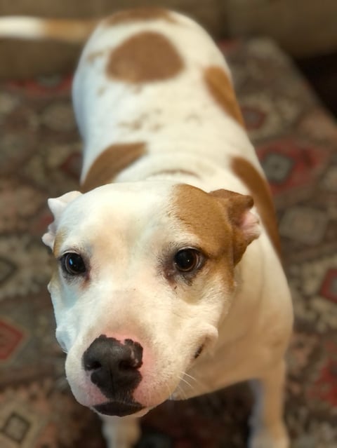 White and tan dog with pointed ears looking up at camera on patterned rug indoors
