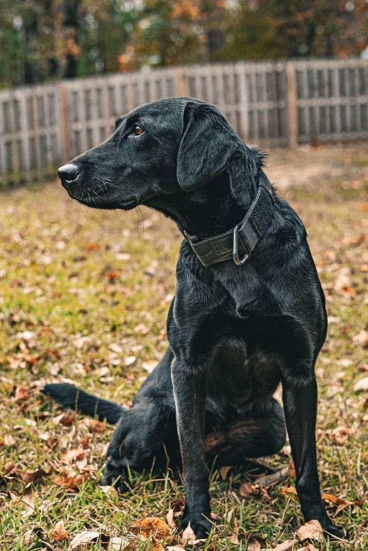 Black Labrador dog sitting in a yard with autumn leaves, wearing a collar, with a wooden fence in the background